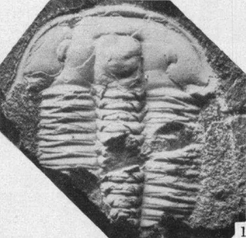 Olenus austriacus