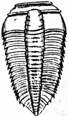 Olenus gibbosus
