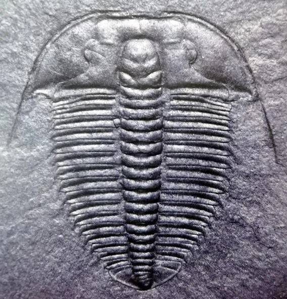 Olenus gibbosus — photo 2