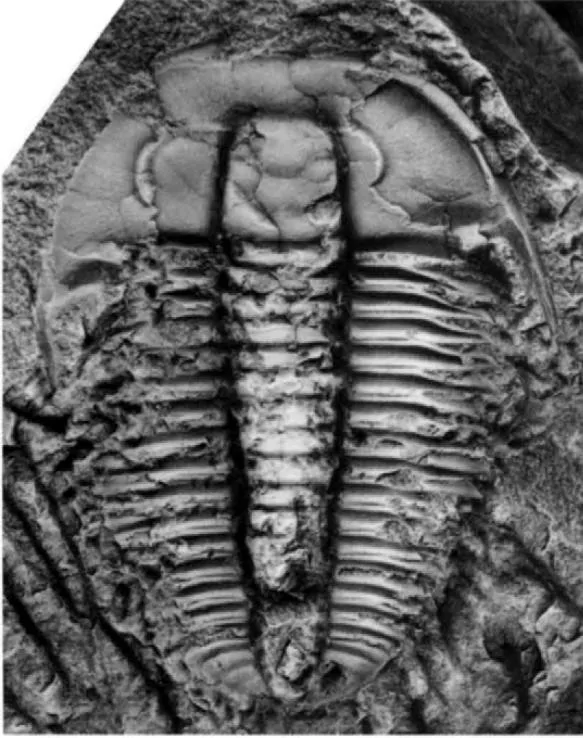 Olenus punctatus