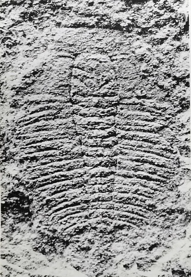 Olenus sinensis