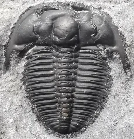Olenus sp. — photo 3