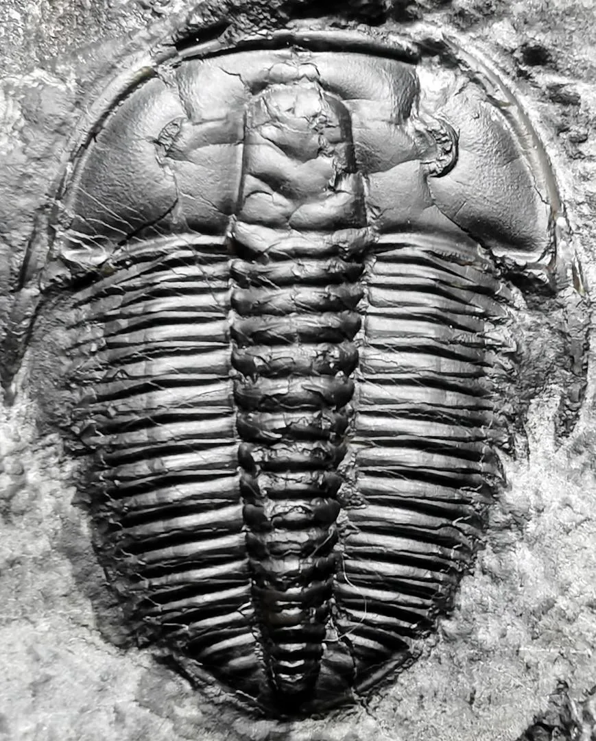 Olenus sp. — photo 4