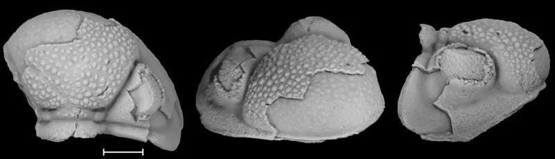 Omegops junggariensis