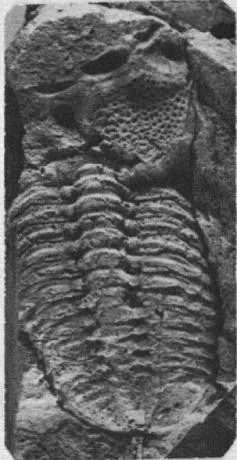 Omegops mobilis