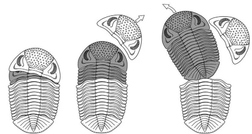 Omegops mobilis — photo 2