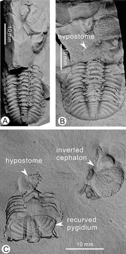 Omegops mobilis — photo 3