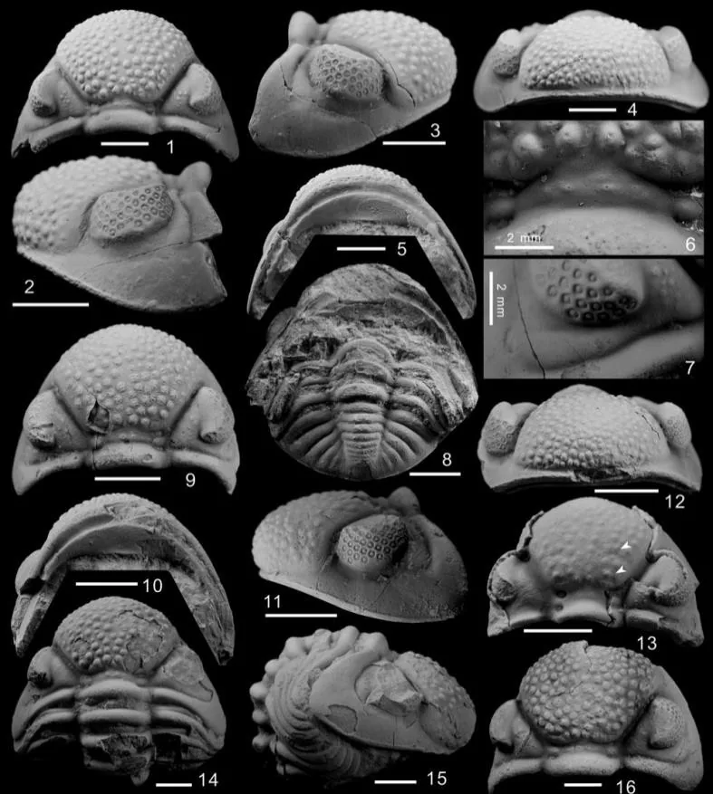 Omegops mobilis — photo 4