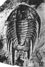 Omeipsis huangi