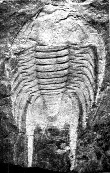 Omeipsis huangi — photo 2