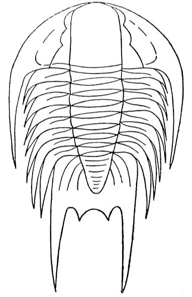 Omeipsis huangi — photo 3