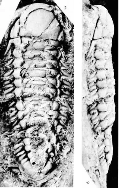 Opipeuterella inconniva