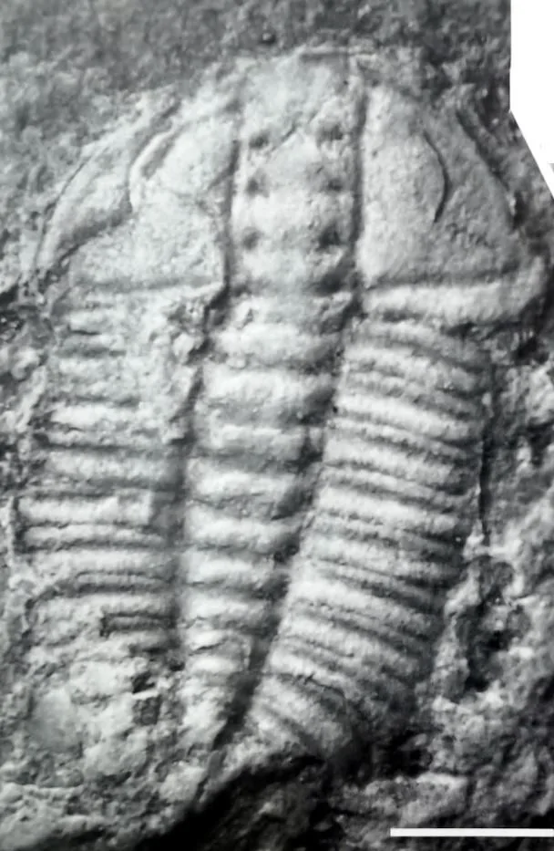 Oryctocarella balangensis