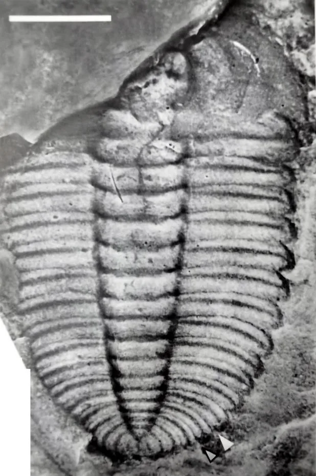 Oryctocarella balangensis — photo 2