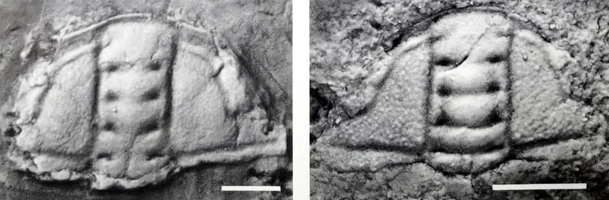 Oryctocarella balangensis — photo 3