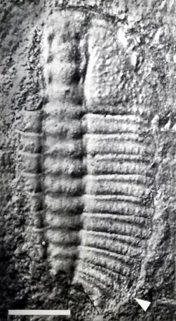 Oryctocarella duyunensis
