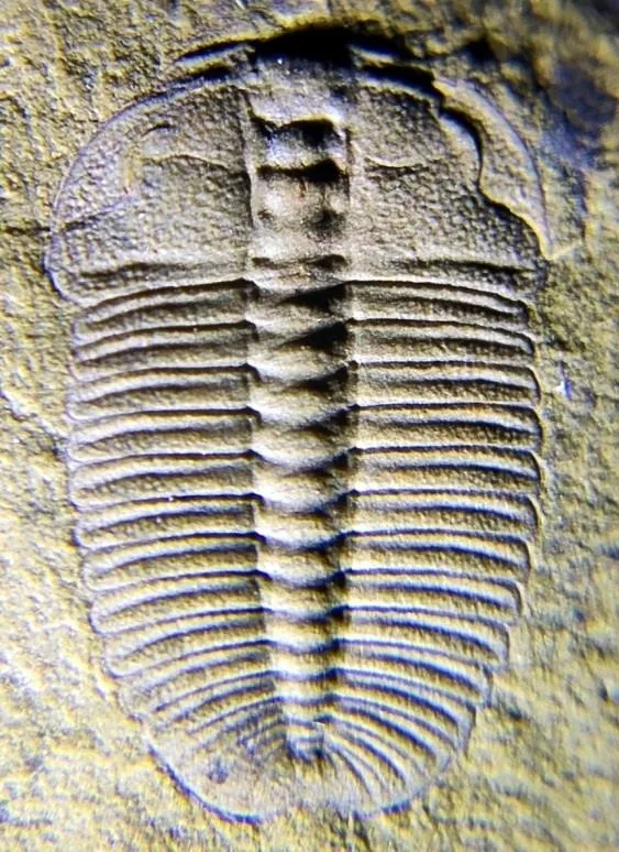 Oryctocarella duyunensis — photo 4