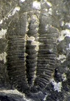 Oryctocarella duyunensis — photo 5