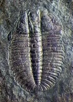 Oryctocarella duyunensis — photo 6