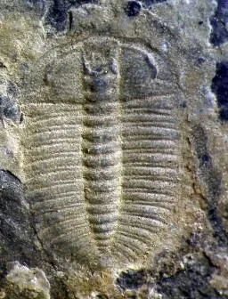 Oryctocarella duyunensis — photo 8