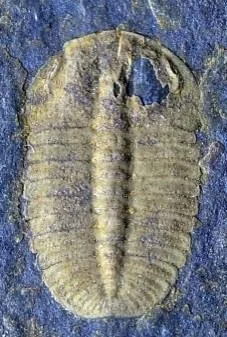 Oryctocarella duyunensis — photo 10