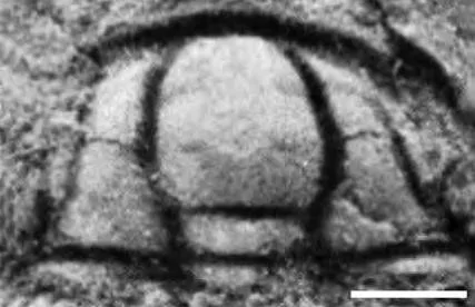 Oryctocephalites convexus