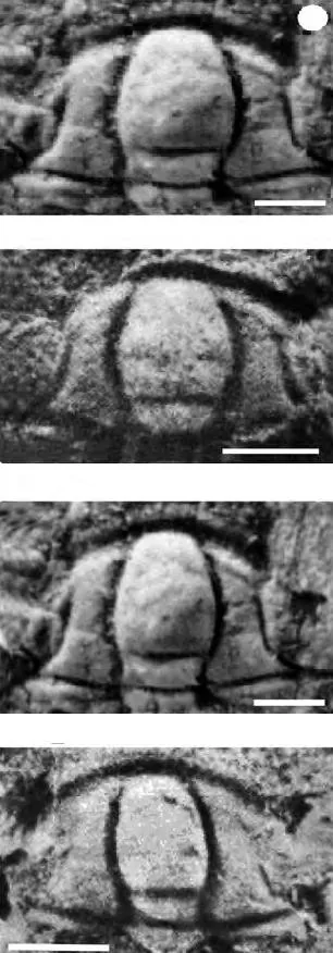 Oryctocephalites convexus — photo 2
