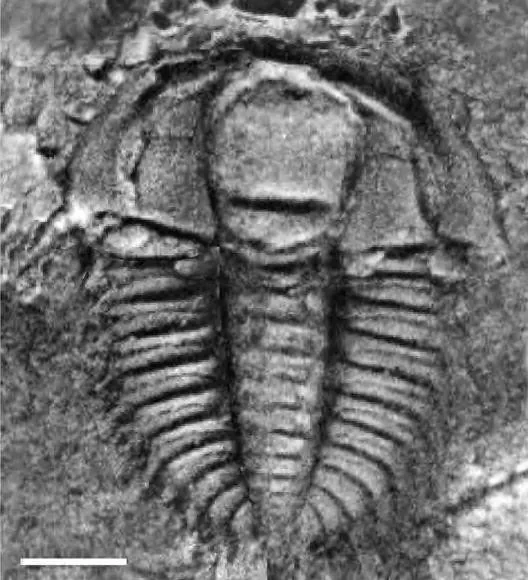 Oryctocephalites convexus — photo 3