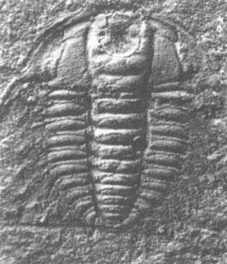 Oryctocephalites robustus