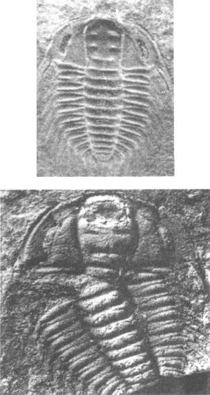 Oryctocephalites robustus — photo 2