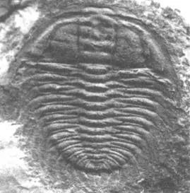 Oryctocephalops guizhouensis