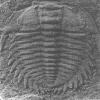 Oryctocephalops guizhouensis — photo 2