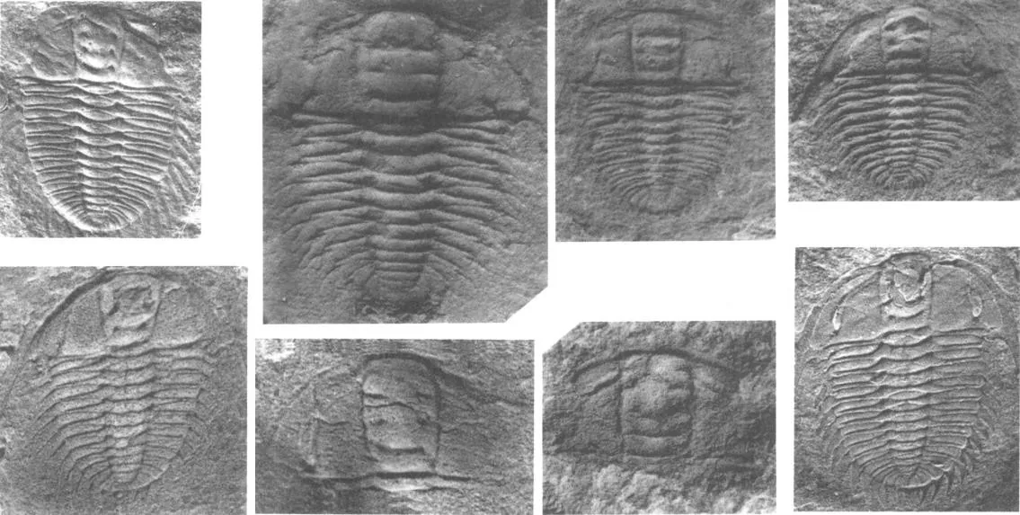 Oryctocephalops guizhouensis — photo 3