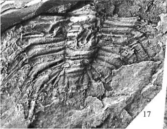 Oryctocephalus indicus