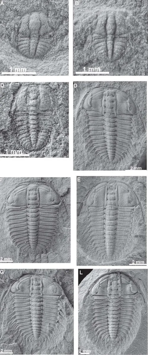 Oryctocephalus indicus — photo 3