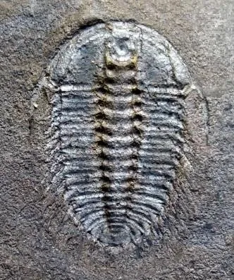 Oryctocephalus indicus — photo 5