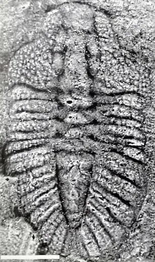 Ovatoryctocara sinensis