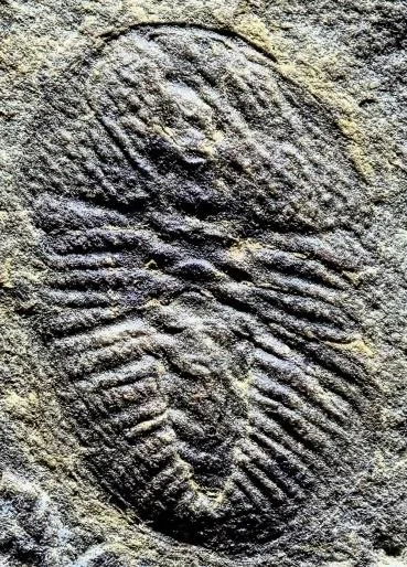 Ovatoryctocara sinensis — photo 3