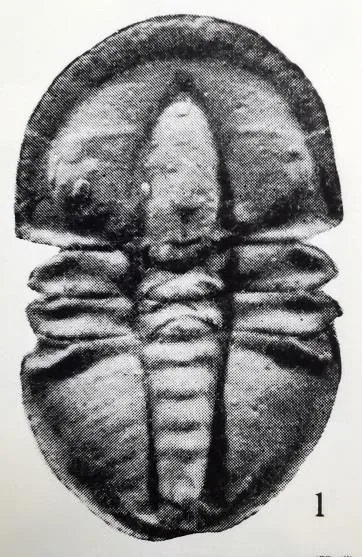 Pagetia vinusta