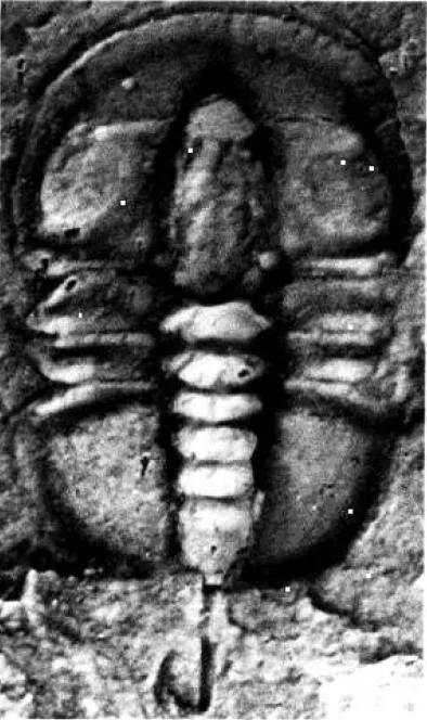 Pagetia vinusta — photo 4