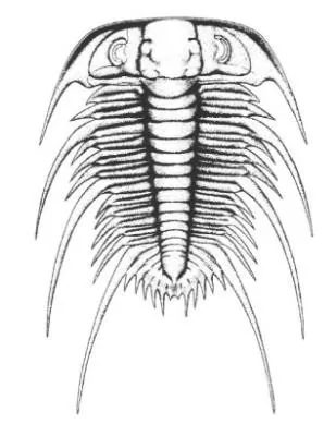 Palaeadotes hunanensis — photo 2
