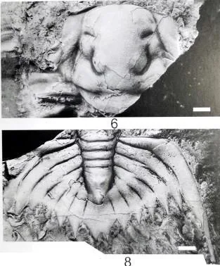 Palaeadotes hunanensis — photo 3