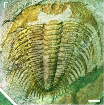 Palaeadotes hunanensis — photo 5