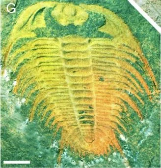 Palaeadotes hunanensis — photo 6
