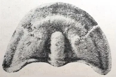 Palaeoharpes primigenius