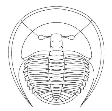 Palaeoharpes primigenius — photo 2