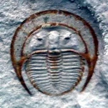 Palaeoharpes primigenius — photo 3