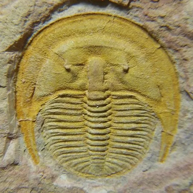 Palaeoharpes primigenius — photo 4
