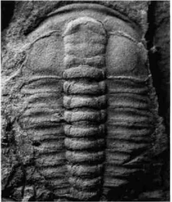 Palaeolenus douvillei