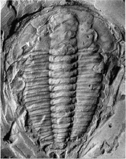 Palaeolenus douvillei — photo 2